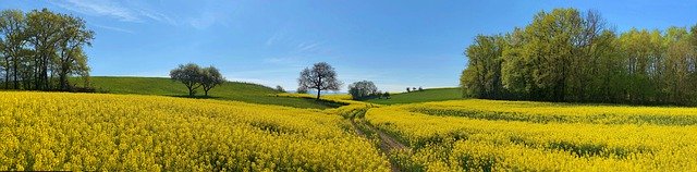 Free download field rapeseed yellow traces free picture to be edited with GIMP free online image editor