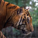 Fierce tiger  screen for extension Chrome web store in OffiDocs Chromium