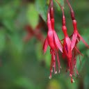 Fiery crimson flowers  screen for extension Chrome web store in OffiDocs Chromium
