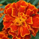Fiery orange flowers  screen for extension Chrome web store in OffiDocs Chromium