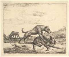 Free download Fighting Dogs, from Different Animals free photo or picture to be edited with GIMP online image editor