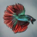 fighting fish wallpaper  screen for extension Chrome web store in OffiDocs Chromium