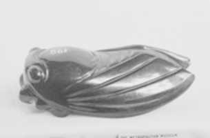 Free download Figure of a Locust free photo or picture to be edited with GIMP online image editor