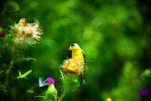 Free download Finch 1 free photo or picture to be edited with GIMP online image editor