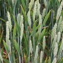 Finger grass flowers  screen for extension Chrome web store in OffiDocs Chromium