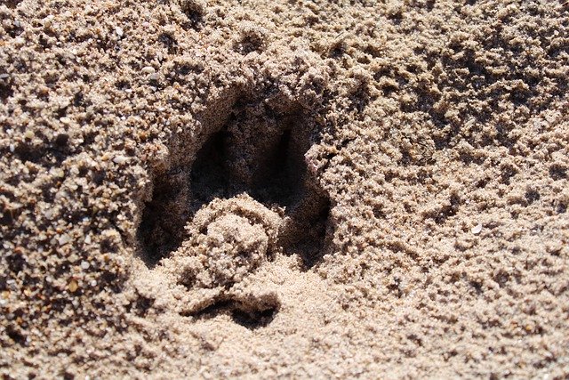 Free download fingerprint paw sand beach dog free picture to be edited with GIMP free online image editor