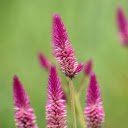Finger Violet  screen for extension Chrome web store in OffiDocs Chromium