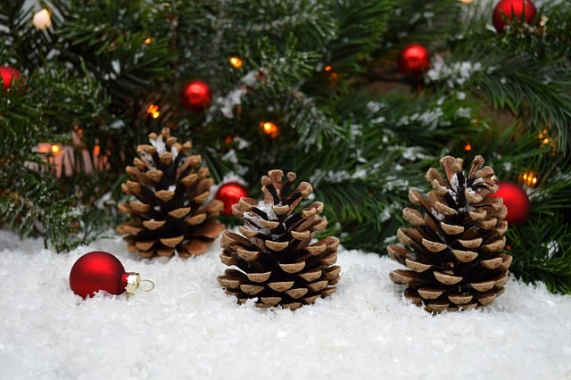 Free download fir branches pinecone advent season free picture to be edited with GIMP free online image editor