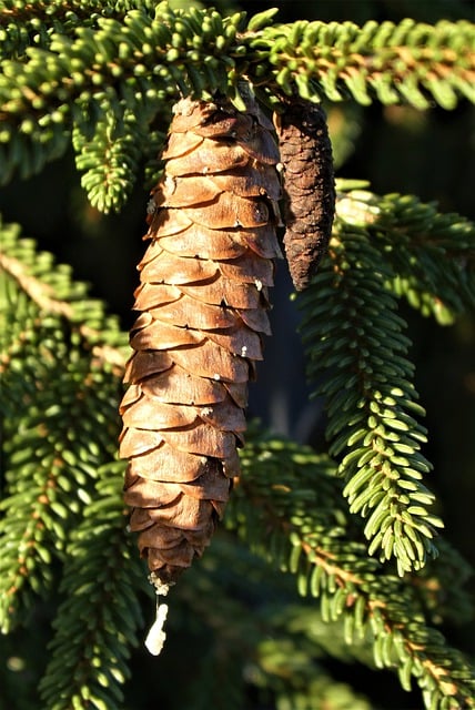 Muat turun percuma fir cone norway spruce seed cone gambar percuma untuk diedit dengan GIMP editor imej dalam talian percuma