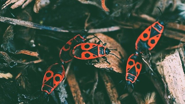 Free download fire beetle beetle insects free picture to be edited with GIMP free online image editor