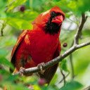 Firebird on a tree branch  screen for extension Chrome web store in OffiDocs Chromium