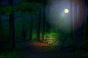 Free download firefly_woods free photo or picture to be edited with GIMP online image editor