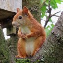 Fire squirrel  screen for extension Chrome web store in OffiDocs Chromium