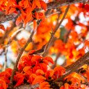 Fire Tree  screen for extension Chrome web store in OffiDocs Chromium
