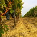 First grapes of the season  screen for extension Chrome web store in OffiDocs Chromium