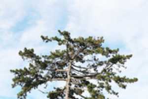 Free download Fir tree free photo or picture to be edited with GIMP online image editor
