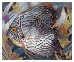Free download Fish 10 free photo or picture to be edited with GIMP online image editor