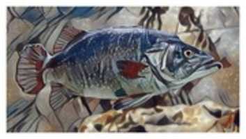 Free download Fish 12 free photo or picture to be edited with GIMP online image editor