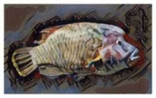 Free download Fish 14 free photo or picture to be edited with GIMP online image editor