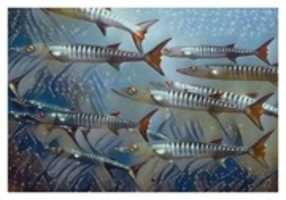Free download Fish 15 free photo or picture to be edited with GIMP online image editor