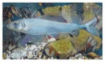 Free download Fish 16 free photo or picture to be edited with GIMP online image editor