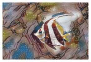 Free download Fish 1 free photo or picture to be edited with GIMP online image editor