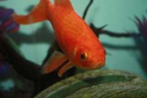 Free download fish-5429855_960_720 free photo or picture to be edited with GIMP online image editor