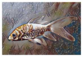 Free download Fish 7 free photo or picture to be edited with GIMP online image editor
