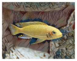 Free download Fish 8 free photo or picture to be edited with GIMP online image editor