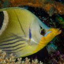 Fish and pointed lips  screen for extension Chrome web store in OffiDocs Chromium