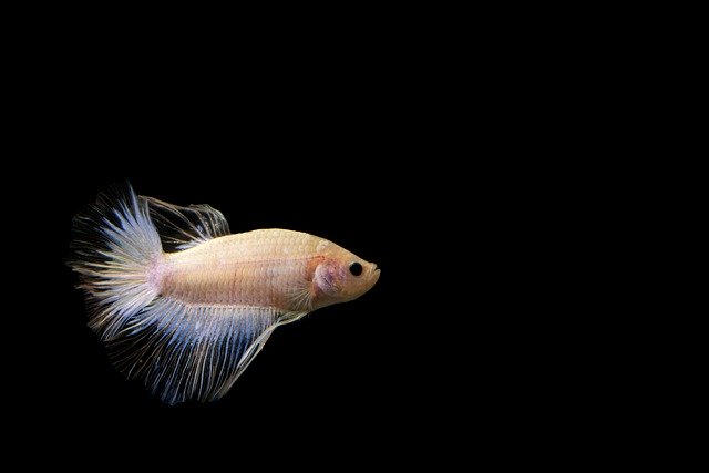 Free download fish beta species marine sea free picture to be edited with GIMP free online image editor