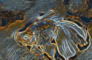 Free download Fish Gifs free photo or picture to be edited with GIMP online image editor