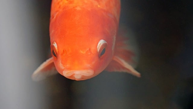Unduh gratis gambar taman kolam ikan mas ikan gratis untuk diedit dengan editor gambar online gratis GIMP
