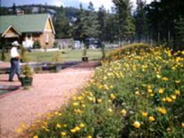 Free download Fish Hatchery In Jasper, Iceland Poppies  free photo or picture to be edited with GIMP online image editor