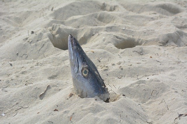 Free download fish head beach cuba fish sand free picture to be edited with GIMP free online image editor