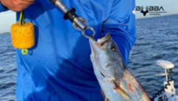 Free download Fish hunting free photo or picture to be edited with GIMP online image editor