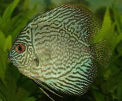Free download Fish free photo or picture to be edited with GIMP online image editor