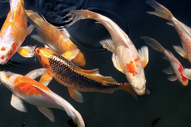Free graphic fish koi swim chinese gold albino to be edited by GIMP free image editor by OffiDocs