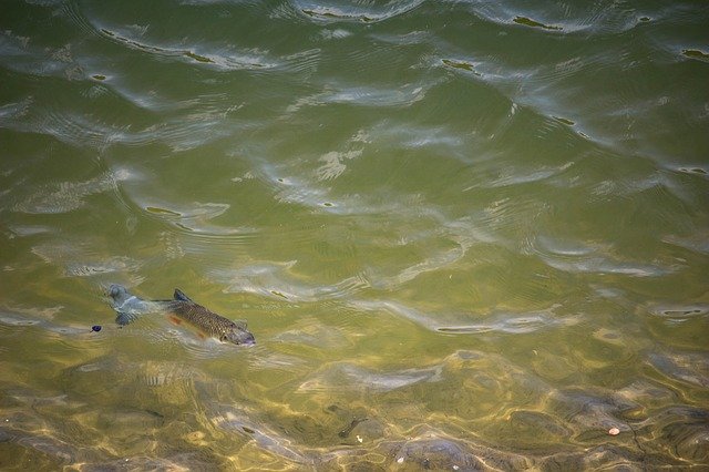 Descarga gratuita Fish Lake Water: foto o imagen gratuita para editar con el editor de imágenes en línea GIMP