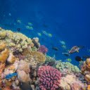 Fish on Seabed with Coral Reef  screen for extension Chrome web store in OffiDocs Chromium