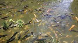 Ücretsiz indir Fish Pond Lake - OpenShot çevrimiçi video düzenleyici ile düzenlenecek ücretsiz video