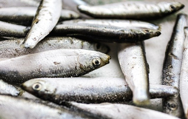 Free download fish sardines fresh fish close up free picture to be edited with GIMP free online image editor