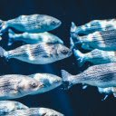 Fish swimming  screen for extension Chrome web store in OffiDocs Chromium