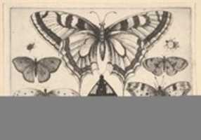 Scarica gratuitamente Five Butterflies, a Moth and Two Beetles foto o foto gratis da modificare con l'editor di immagini online GIMP