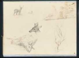 Free download Five Deer Sketches; Sketch of a Bare Tree (from Sketchbook) free photo or picture to be edited with GIMP online image editor