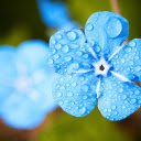 Five petaled green flower  screen for extension Chrome web store in OffiDocs Chromium