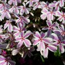 Five petal flower  screen for extension Chrome web store in OffiDocs Chromium