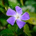 Five petal purple flower  screen for extension Chrome web store in OffiDocs Chromium
