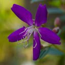 Five petal purple flower  screen for extension Chrome web store in OffiDocs Chromium