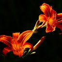 Flaming Lily  screen for extension Chrome web store in OffiDocs Chromium